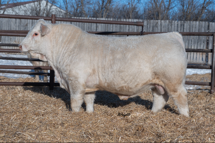 bull
